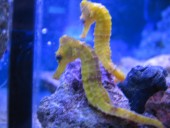 Hippocampus Histrix Yellow Seahorse