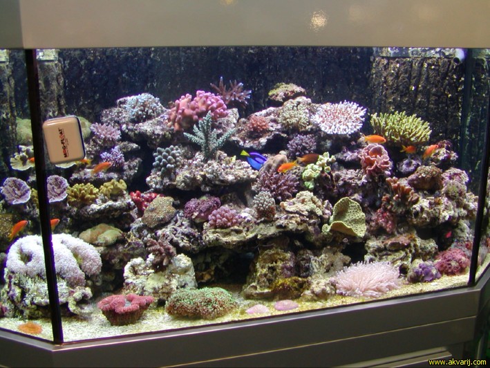 MORSKI AKVARIJI - razni  AQUA-RO-DESIGN morski akvarij  23 125