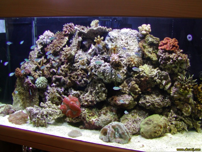MORSKI AKVARIJI - razni  AQUA-RO-DESIGN morski akvarij  30 474