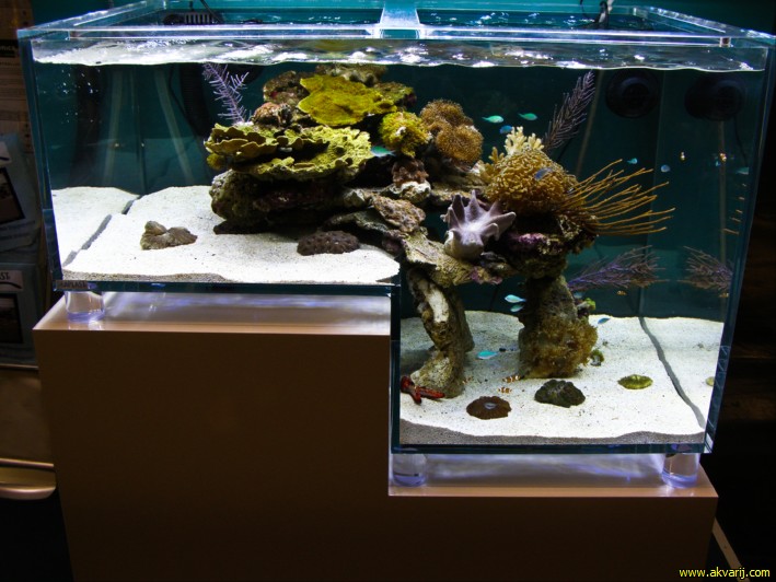 MORSKI AKVARIJI - razni  AQUA-RO-DESIGN morski akvarij  49 409