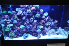 MORSKI AKVARIJI - razni  AQUA-RO-DESIGN morski akvarij  12 513