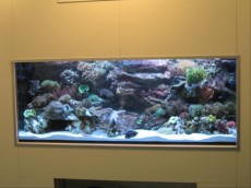 MORSKI AKVARIJI - razni  AQUA-RO-DESIGN morski akvarij  18 134
