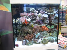 MORSKI AKVARIJI - razni  AQUA-RO-DESIGN morski akvarij  19 398