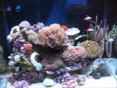 MORSKI AKVARIJI - razni  AQUA-RO-DESIGN morski akvarij  1 447