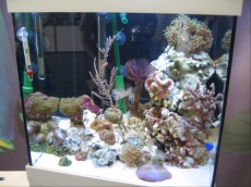 MORSKI AKVARIJI - razni  AQUA-RO-DESIGN morski akvarij  20 281
