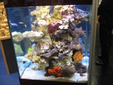 MORSKI AKVARIJI - razni  AQUA-RO-DESIGN morski akvarij  21 736