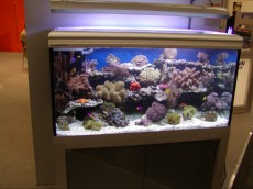 MORSKI AKVARIJI - razni  AQUA-RO-DESIGN morski akvarij  24 208