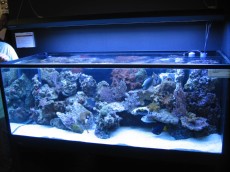 MORSKI AKVARIJI - razni  AQUA-RO-DESIGN morski akvarij  25 296