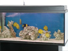 MORSKI AKVARIJI - razni  AQUA-RO-DESIGN morski akvarij  28 924