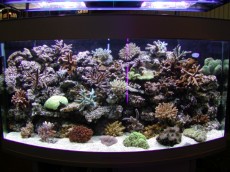 MORSKI AKVARIJI - razni  AQUA-RO-DESIGN morski akvarij  29 896