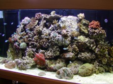 MORSKI AKVARIJI - razni  AQUA-RO-DESIGN morski akvarij  30 474