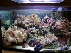 MORSKI AKVARIJI - razni  AQUA-RO-DESIGN morski akvarij  34 846