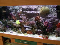 MORSKI AKVARIJI - razni  AQUA-RO-DESIGN morski akvarij  35 122