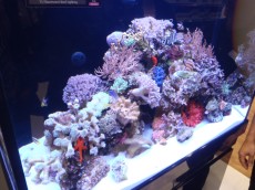 MORSKI AKVARIJI - razni  AQUA-RO-DESIGN morski akvarij  39 306
