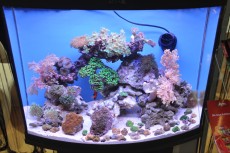 MORSKI AKVARIJI - razni  AQUA-RO-DESIGN morski akvarij  3 984