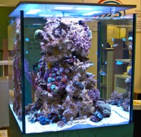 MORSKI AKVARIJI - razni  AQUA-RO-DESIGN morski akvarij  42 710