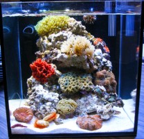 MORSKI AKVARIJI - razni  AQUA-RO-DESIGN morski akvarij  43 908