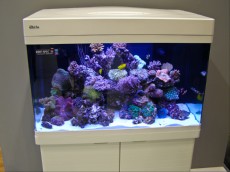 MORSKI AKVARIJI - razni  AQUA-RO-DESIGN morski akvarij  45 428