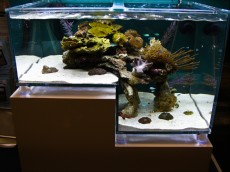 MORSKI AKVARIJI - razni  AQUA-RO-DESIGN morski akvarij  49 409