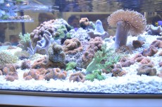 MORSKI AKVARIJI - razni  AQUA-RO-DESIGN morski akvarij  4 365