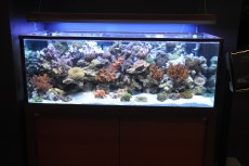 MORSKI AKVARIJI - razni  AQUA-RO-DESIGN morski akvarij  5 513