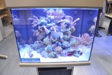 MORSKI AKVARIJI - razni  AQUA-RO-DESIGN morski akvarij  6 394