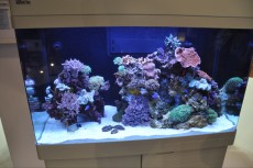 MORSKI AKVARIJI - razni  AQUA-RO-DESIGN morski akvarij  8 414