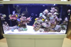 MORSKI AKVARIJI - razni  AQUA-RO-DESIGN morski akvarij  9 468