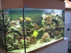 MORSKI AKVARIJ DUA PLATIN morski akvarij velikosti 230l
