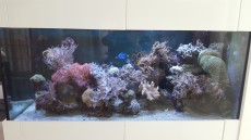 MORSKI AKVARIJ VELIKOSTI 900L 3 korale