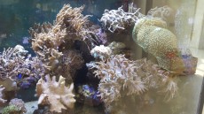 MORSKI AKVARIJ VELIKOSTI 900L 3 mehke korale