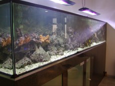 MORSKI AKVARIJ - 3500L najdaljsi morski akvarij