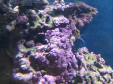MORSKI AKVARIJ - 400L 2 roza morske alge