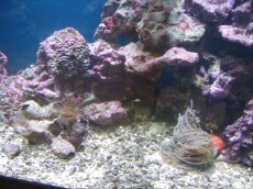 MORSKI AKVARIJ - 400L 2 ziv morski kamen iz Fidija