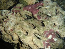 Ziv morski kamen ziv kamen - Filipini