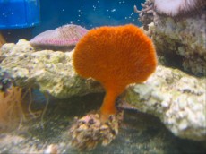 Spuzve SPUZVA Clathria - orange sponge