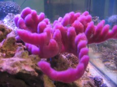 Spuzve SPUZVA Purple sponge