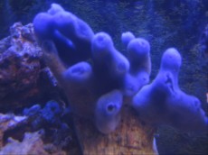 Spuzve SPUZVA blue sponge