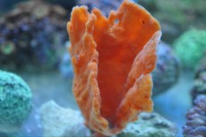 Spuzve SPUZVA orange sponge small