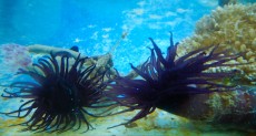 Morski crvi TUBE WORM Cerianthus
