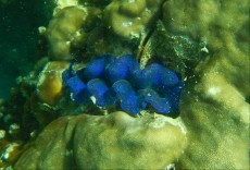 Skoljke TRIDACNA BLUE