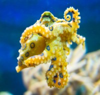 Hobotnice