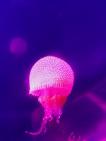 Meduze AQUA-RO-DESIGN - Jellyfish