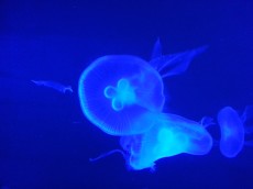 Meduze AQUA-RO-DESIGN - meduza