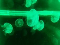 Meduze AQUA-RO-DESIGN - meduze