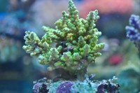 Mehke korale, LPS, SPS