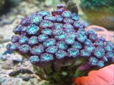 Mehke korale, LPS, SPS LPS ALVEOPORA FENESTRATA1