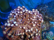 Mehke korale, LPS, SPS LPS Alveopora pink