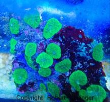 Mehke korale, LPS, SPS LPS CAULASTREA GREEN