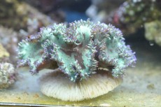 Mehke korale, LPS, SPS LPS Catalaphyllia jardinei